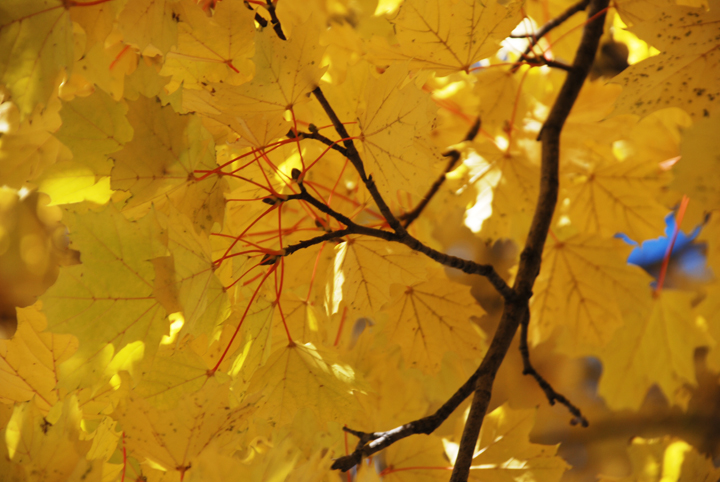 Golden leaves