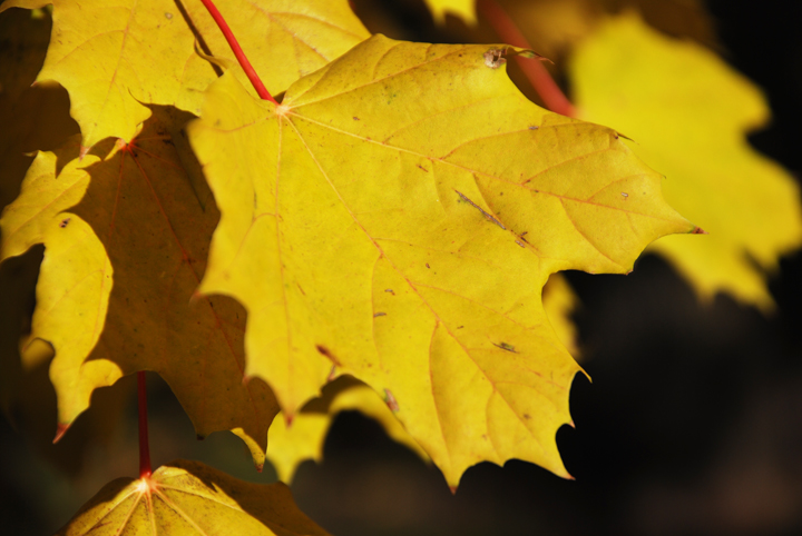 Golden leaves