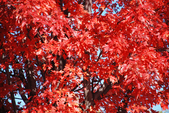 Oak tree