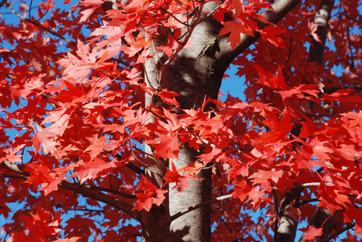 Oak leaves