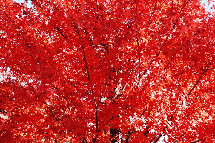 Oak tree