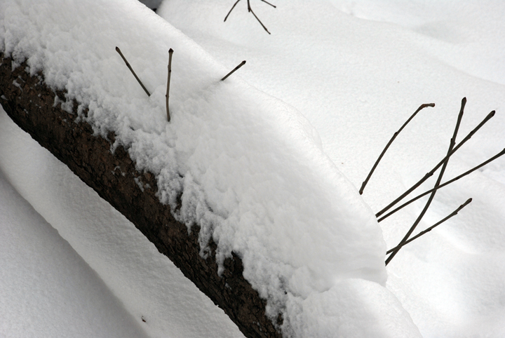 Snow on tree trunk