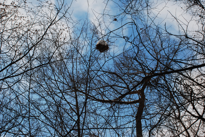Nest overlooking Shadow Falls