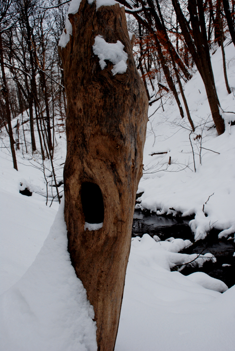 Shadow Falls