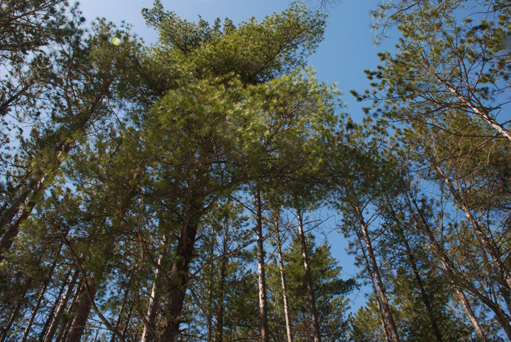 Trees in Amnicon Falls