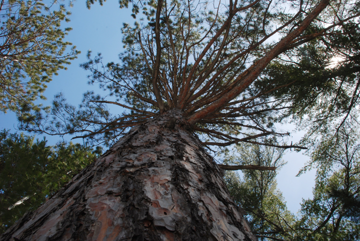 White Pine