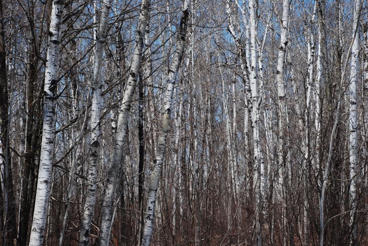 Birch forest