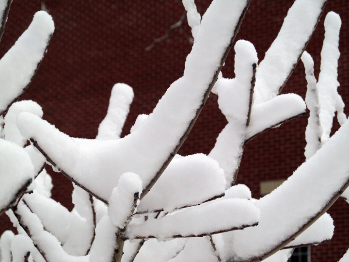 snow on branches