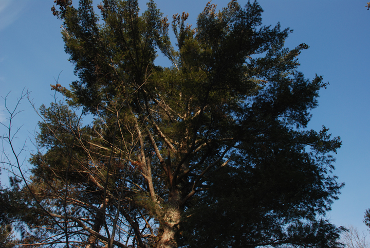 White Pine