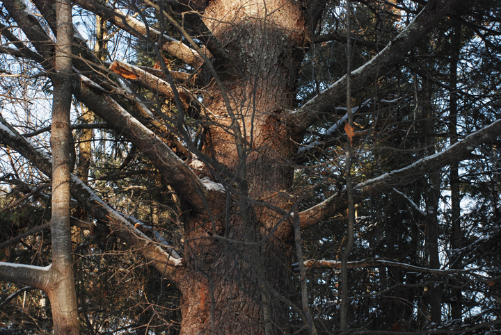 White Pine