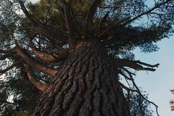 White Pine
