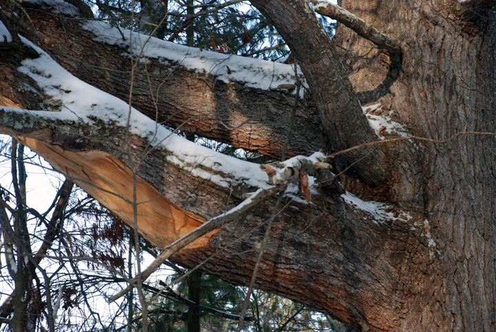 White Pine