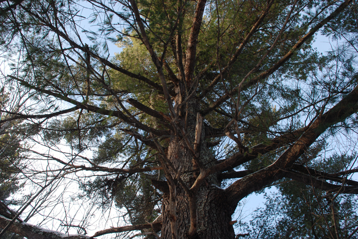 White Pine