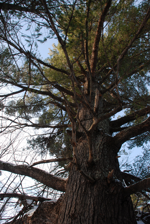 White Pine