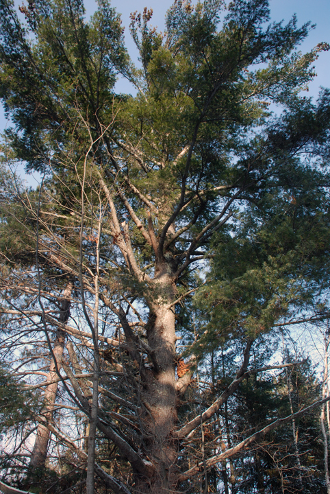 White Pine