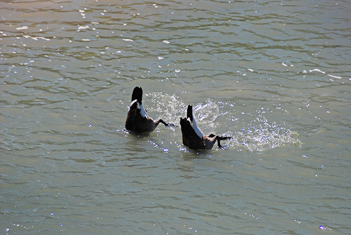two-gun salute
