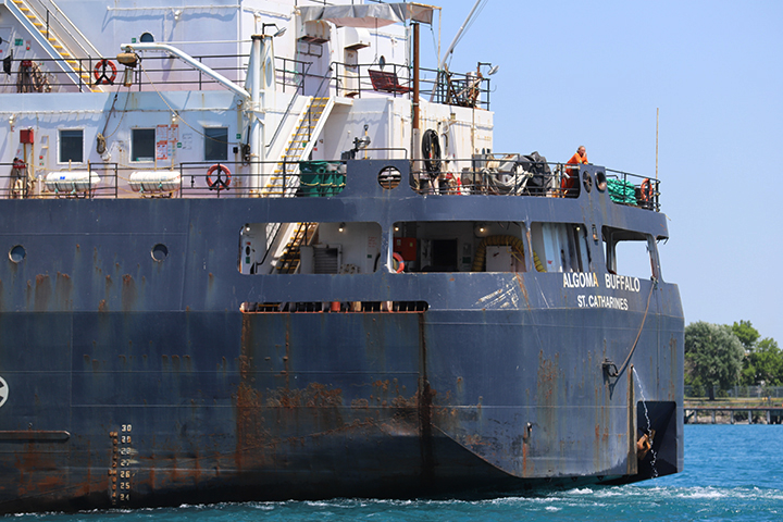 Algoma Buffalo